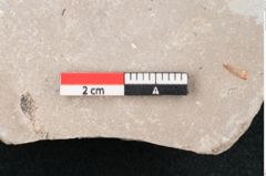 Foto (Detailansicht) von Sapindus ungeri Ettingshausen (NHMW-GEO-2024-0188-7942a)